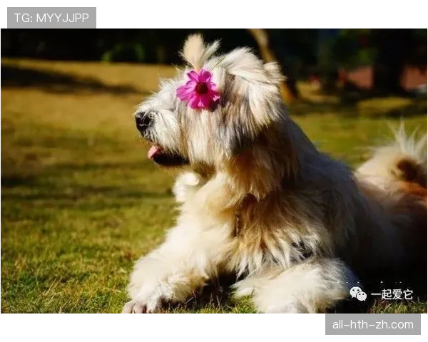 孙一文这生活真是两重天，球场上铁血，家里却像个软萌小奶狗？